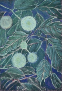 black-snakeroot-pastel